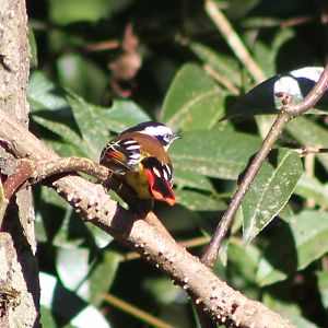 Red-tailed Minla (Minla ignotincta)