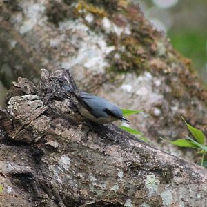 Chestnut-vented Nuthatch (Sitta nagaensis)