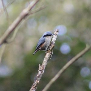 Chestnut-vented Nuthatch (Sitta nagaensis)