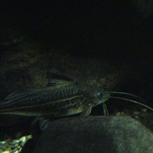 Pimelodus pictus?
