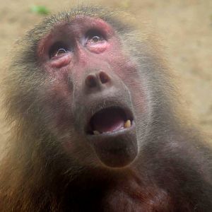 Hamadryas Baboon (Papio hamadryas)