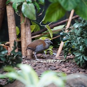 Guam Rail