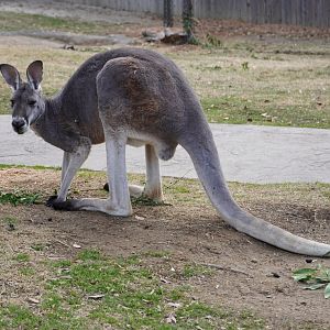 Red Kangaroo