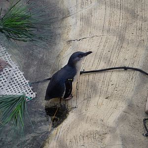 Little Blue Penguin
