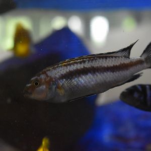 Cichlid ID