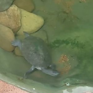 Eastern long-necked turtle having a swim