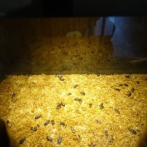 Tropikariet - Education room - Beetle exhibit