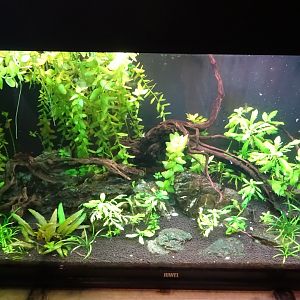 Tropikariet - Education room - Pufferfish tank