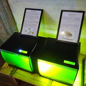 Tropikariet - Education room - Plankton tanks
