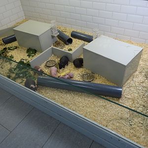 Tropikariet - Man-Made Freaks - Guinea pig exhibit