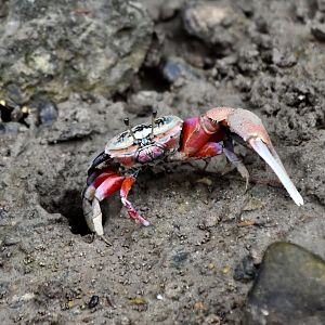 Bowed Fiddler Crab (Tubuca arcuata) male