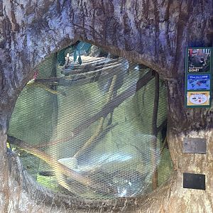 Hamill Family Play Zoo- Small-Spotted Genet