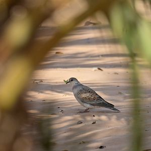 European Turtle-Dove Streptopelia turtur