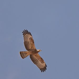 European Honey-buzzard Pernis apivorus