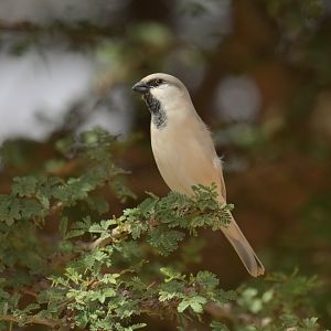 Desert Sparrow Passer simplex