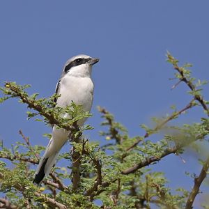 Great Gray Shrike Lanius excubitor