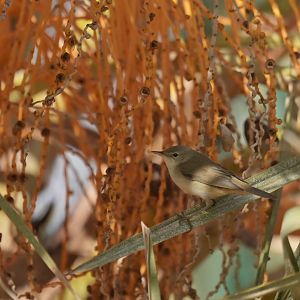 Western Olivaceous Warbler Iduna opaca (?)