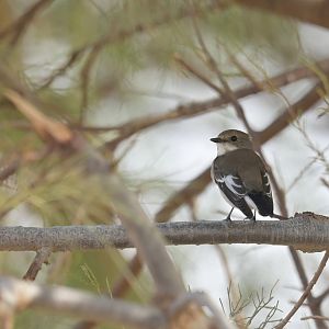 European Pied Flycatcher Ficedula hypoleuca (?)