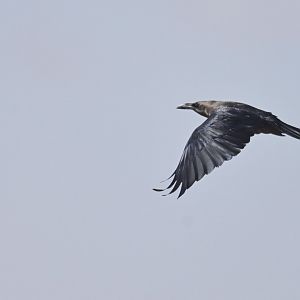 Brown-necked Raven Corvus ruficollis