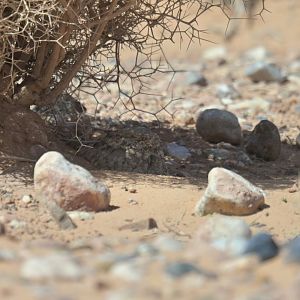 Egyptian Nightjar Caprimulgus aegyptius