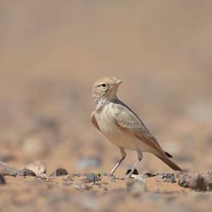 Bar-tailed Lark Ammomanes cinctura
