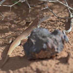Acanthodactylus longipes