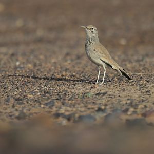 Greater Hoopoe-Lark Alaemon alaudipes