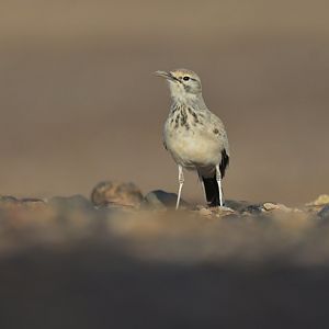 Greater Hoopoe-Lark Alaemon alaudipes