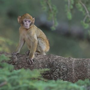 Barbary macaque (Macaca sylvanus)