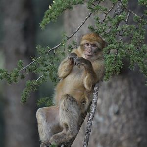 Barbary macaque (Macaca sylvanus)