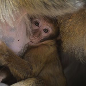 Barbary macaque (Macaca sylvanus)