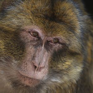 Barbary macaque (Macaca sylvanus)