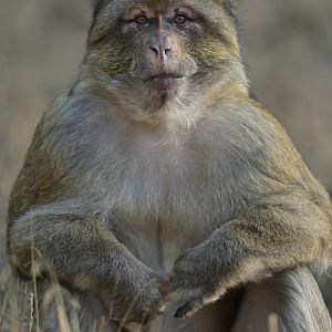 Barbary macaque (Macaca sylvanus)