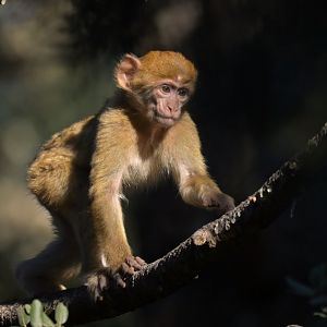 Barbary macaque (Macaca sylvanus)