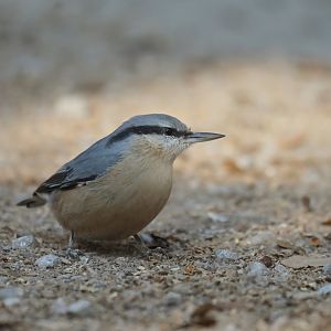 Wood Nuthatch Sitta europaea
