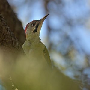 Levaillant's Woodpecker Picus vaillantii