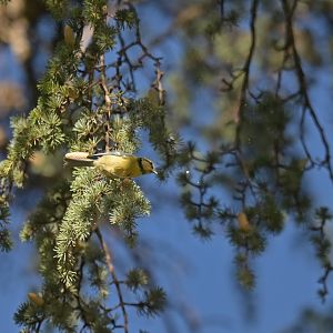 African blue tit Cyanistes teneriffae