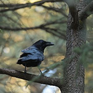 Common Raven Corvus corax