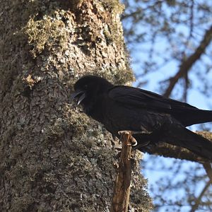 Common Raven Corvus corax