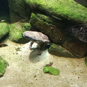 Chinese Giant Salamander