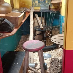 Small Indian Mongooses in Den