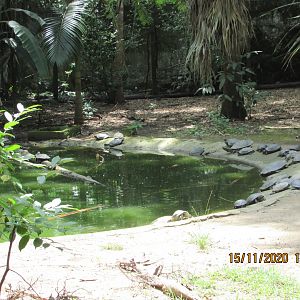 ZOO VR - Freshwater reptile exhibit
