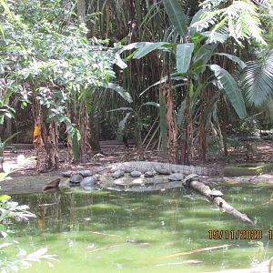 ZOO VR - Freshwater reptile exhibit