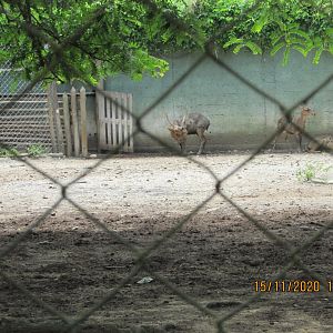 ZOO VR - Asian deer
