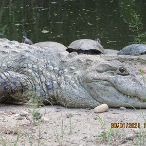 ZOO VR - Broad-snouted caiman closeup