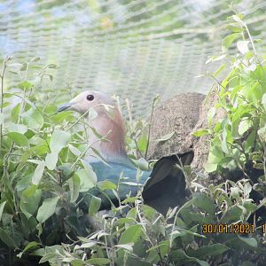 ZOO VR - Chestnut-napped imperial pigeon