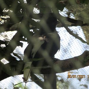 ZOO VR - Curl-crested jay