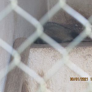 ZOO VR - Sleeping crab-eating raccoon