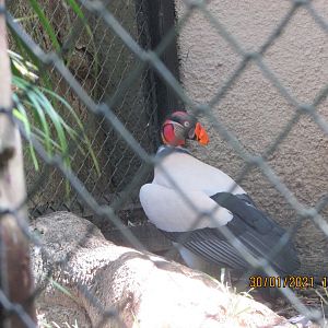 ZOO VR - King vulture