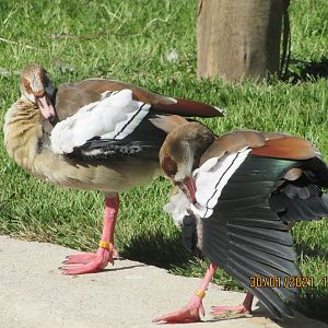 ZOO VR - Nile geese